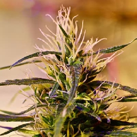 Beldia > French Touch Seeds